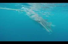 Nurkowanie z rekinami wielorybimi