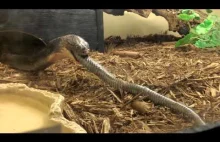 Kobra królewska pożera węża z rodziny połozowatych (Coluber constrictor)