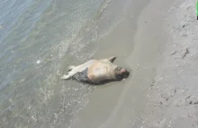 Czwarta martwa foka na polskim wybrzeżu. Miała rozcięty brzuch