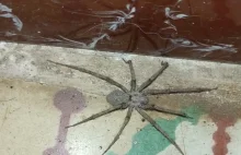 Co to za pająk?