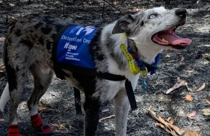 Pies miał zadanie znalezienia koali, które przetrwały pożary buszu w Australii