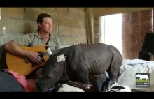 Człowiek z gitarą gra kołysankę do snu młodemu nosorożcowi
