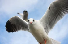 Trzepot białych mew nad Inle Lake w Birmie