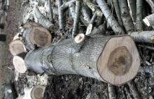 Nie wycinasz drzewa z posesji? Zapłacisz niższy podatek gruntowy