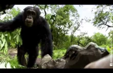 Młody szympans próbuje zaimponować samicy