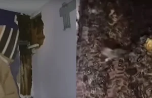 ​Gniazdo nad głowami: 80 tys. pszczół w ścianie sypialni