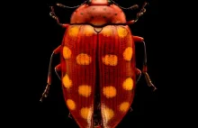 Fotograf Levon Biss i jego mikroskopowe zdjęcia owadów.