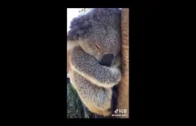 Głaskanie śpiącej koali