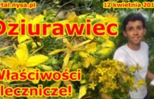 Kącik zielarski - Dziurawiec - właściwości lecznicze