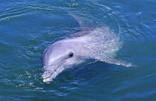 Czy delfiny piją wodę morską?