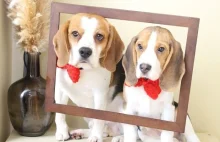 The Beauty of the Beagles