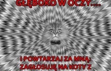 60 kotów i psy proszą o Wasze głosy do 12:00 ! Mogą wygrać dużo karmy!