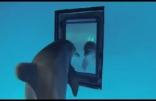 Delfiny przed lustrem