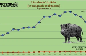 Dzik – realny problem, czy dążenie do zagłady gatunku?