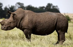 Rynek na ratunek nosorożcom. Pionierska aukcja w RPA