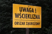 Siedlisko WŚCIEKLIZNY w Poznaniu. Kilka dzielnic zagrożonych!