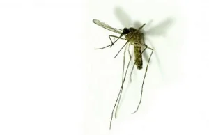 Mróz komarom niestraszny