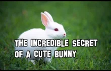 Niezwykły sekret małego królika