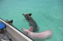 Świnki morskie (dosłownie) u wybrzeży Bahamów
