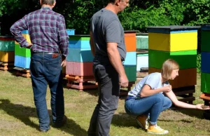 Tragedia pszczelarzy, rolnicy wytruli im pszczoły? [foto] [video