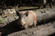 Samorząd rolniczy domaga się od rządu całkowitej depopulacji dzików