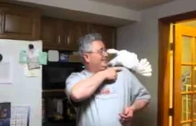 Kłótliwa papuga