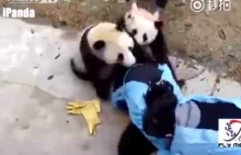 Krwiożercze pandy atakują opiekuna.