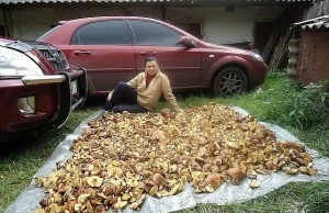 A tak się zbiera grzyby w Rosji