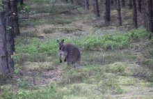 Struś, a nawet... kangur. Egzotyczne zwierzęta w Borach Dolnośląskich