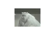 YouTube - Cat thai ad!!