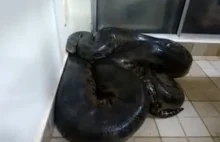 Śpiąca anakonda omal nie zabiła Brazylijczyka, który zakłócił jej sen
