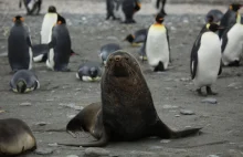 Naukowcy nagrali, jak uchatki gwałcą pingwiny królewskie