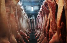 Tak przebiega ubój zwierząt gospodarskich - opowiada właściciel zakładu mięsnego