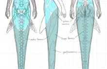 Anatomia syreny.