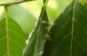 Krawczyk zszywający gniazdo z liści
