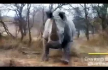 Nosorożec atakuje samochód.