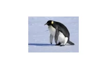Brzydki pingwinek wraca do rodziny
