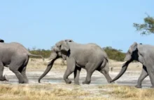 Po co słoniom sierść?