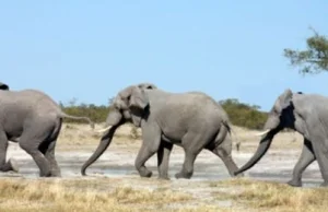 Po co słoniom sierść?