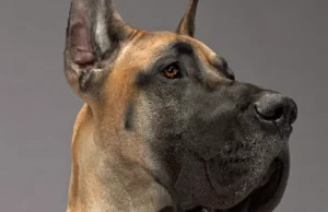Pies za trzy geny. Czemu psy są tak różne?