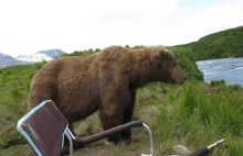 bear sits next to guy медведь сидит рядом с...