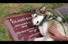 Pies płacze na grobie właściciela