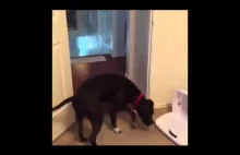 Pies boi się drzwi