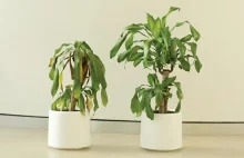 IKEA poprosiła ludzi o obrażanie tej rośliny przez 30 dni. Oto, jaki jest...