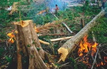 Wycinka amazońskich lasów PRZYSPIESZYŁA DWUKROTNIE