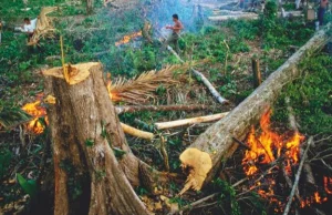 Wycinka amazońskich lasów PRZYSPIESZYŁA DWUKROTNIE