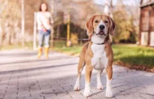 Nowe przepisy dotyczące trzymania psów na smyczy weszły w życie 15 listopada br.