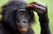 Małpy wiedzą, że ludzie się mylą! Zdumiewający eksperyment psychologów (WIDEO)