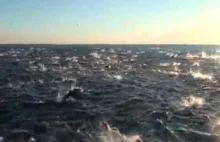 Około 2 tysiące delfinów uciekało w popłochu, nikt nie wie dlaczego.