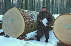 W krotoszyńskich lasach rosną najlepsze dęby w Europie